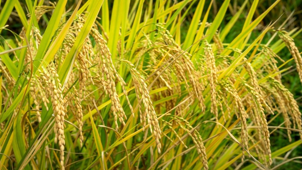 Rice plant growing on green field in sunlight
